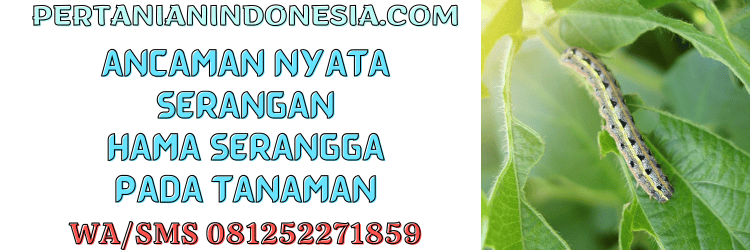 ancaman,nyata,hama,serangga,pertanian indonesia